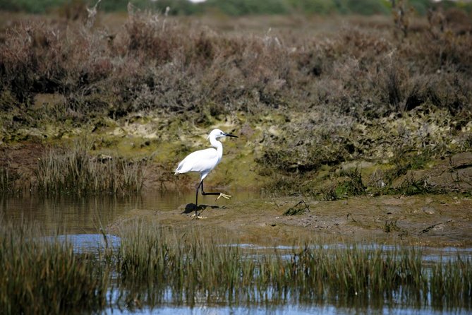 2-hour Bird Watching Guided Boat Trip in Ria Formosa from Faro Algarve - Returning with Faro’s old town in view