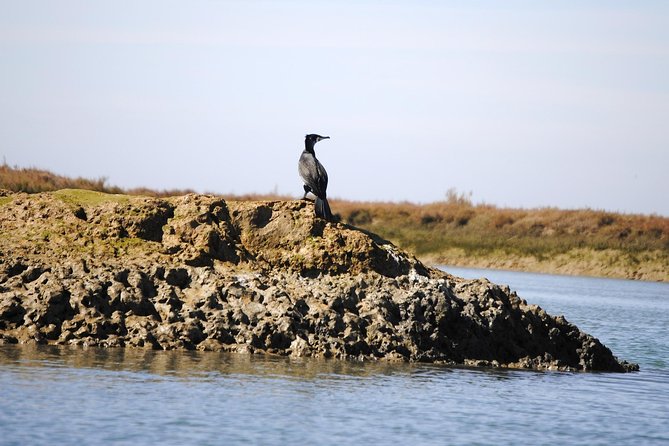 2-hour Bird Watching Guided Boat Trip in Ria Formosa from Faro Algarve - The guides make the difference
