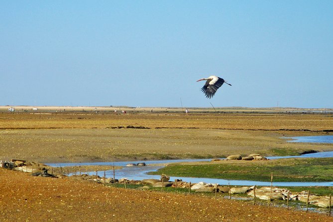 3-Hour Boat Tour in Ria Formosa on Olhão Algarve - The first two hours: channels, commentary, and open water