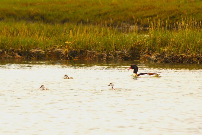 6 hour boat tour navegating through the Islands of Ria Formosa National Park - Leaving Faro and entering Ria Formosa