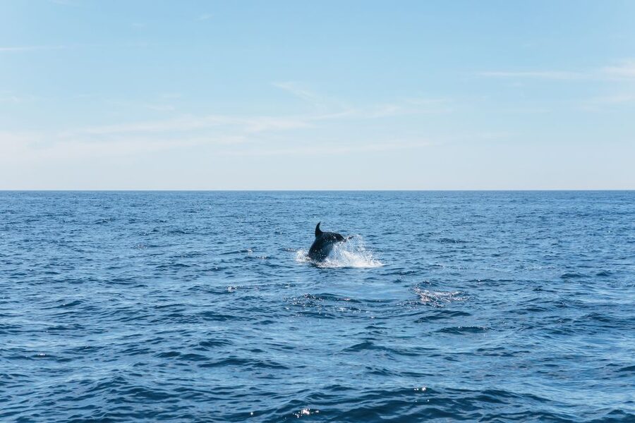 Albufeira: 2.5-Hour Benagil Caves & Dolphin Watching - What $40 buys you