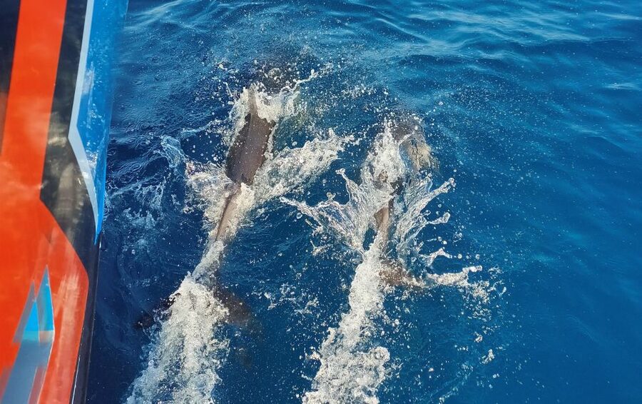 Albufeira: 2.5-Hour Dolphin Watching and Caves Trip - Along Salgados and Armação de Pêra