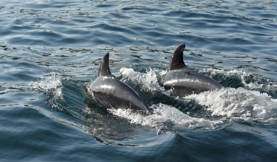 Albufeira: 2.5-Hour Dolphin Watching and Caves Trip - Marinha and the approach to Benagil