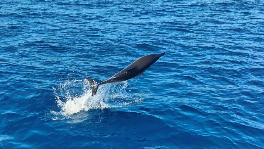 Albufeira: 2.5-Hour Dolphin Watching and Caves Trip - A possible Atlantic swim