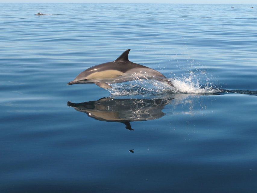 Albufeira: Benagil Cave and Dolphin Sightseeing Boat Cruise - Alfanzina Lighthouse and the last cave views