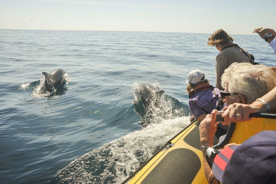 Albufeira: Benagil Caves & Dolphin Watching Speed Boat Tour - Is $40 good value?