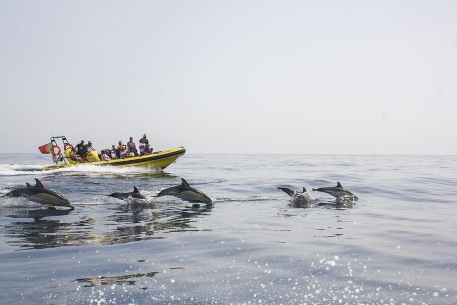 Albufeira: Benagil Caves & Dolphin Watching Speed Boat Tour - Why this Albufeira boat trip works