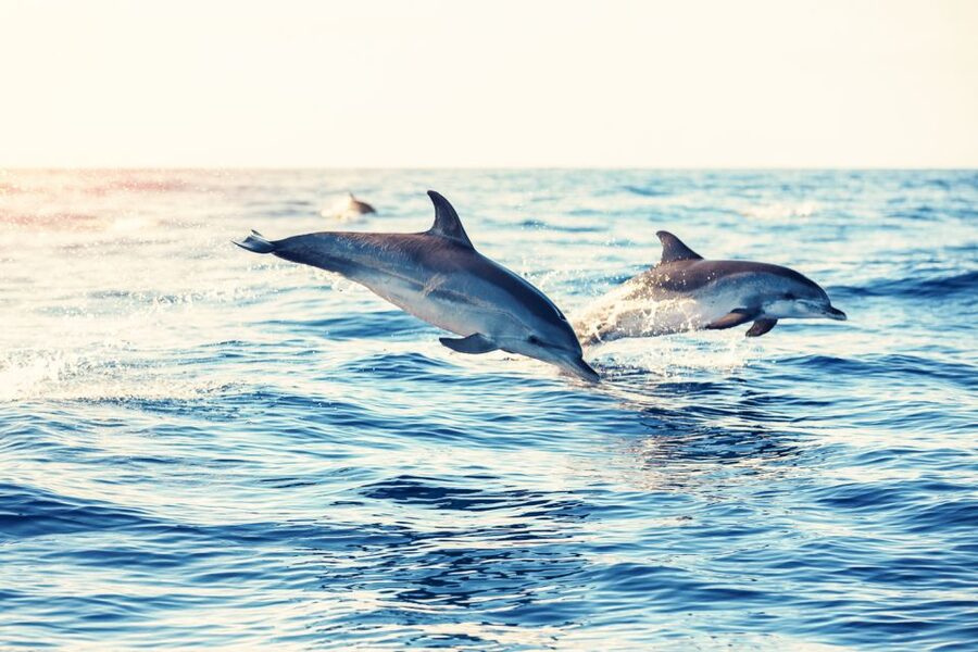 Albufeira: Benagil Caves & Dolphin Watching Speed Boat Tour - The swim stop and changing sea conditions
