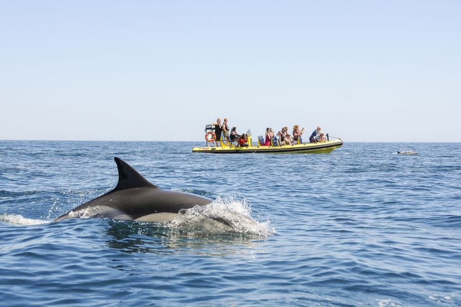 Albufeira: Benagil Caves & Dolphin Watching Speed Boat Tour - How Ana and Ruben shape the experience
