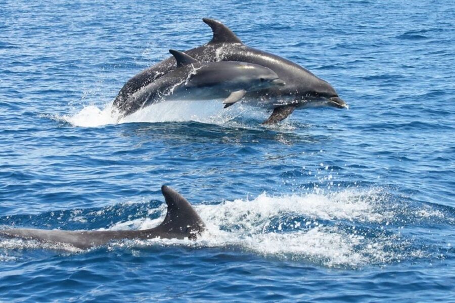 Albufeira: Dolphin Watching and Benagil Cave - Why the small boat changes the view