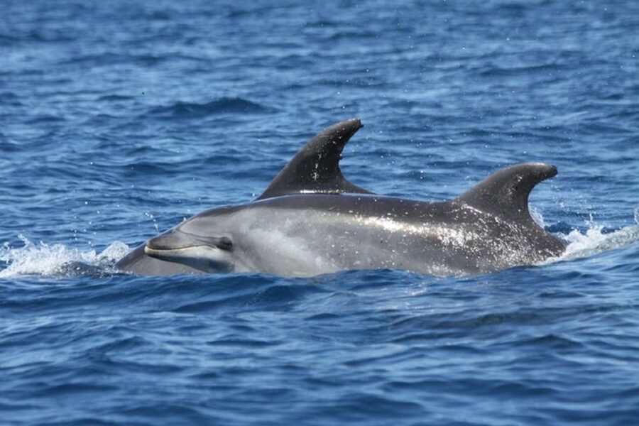 Albufeira: Dolphin Watching and Benagil Cave - The crew sets the tone