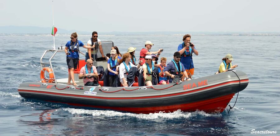 Albufeira: Dolphin Watching and Benagil Cave Boat Cruise - Following the cliffs, beaches, and rock formations