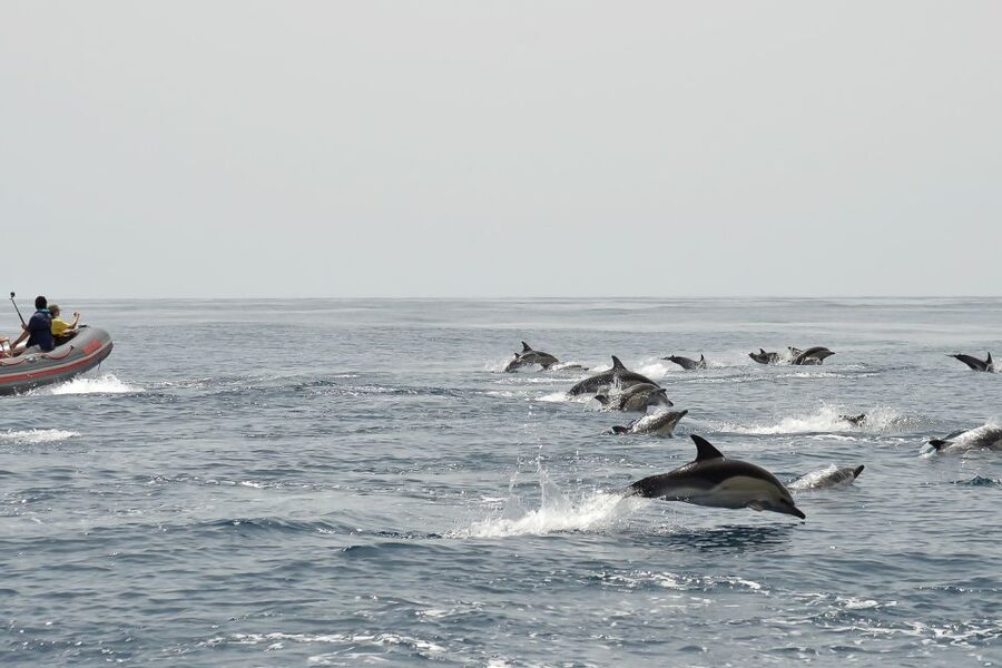 Albufeira: Dolphin Watching and Benagil Cave Boat Cruise - What the 2.5-hour schedule feels like