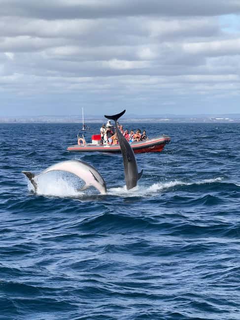 Albufeira: Dolphin Watching and Benagil Cave Boat Cruise - Searching for dolphins in their natural home