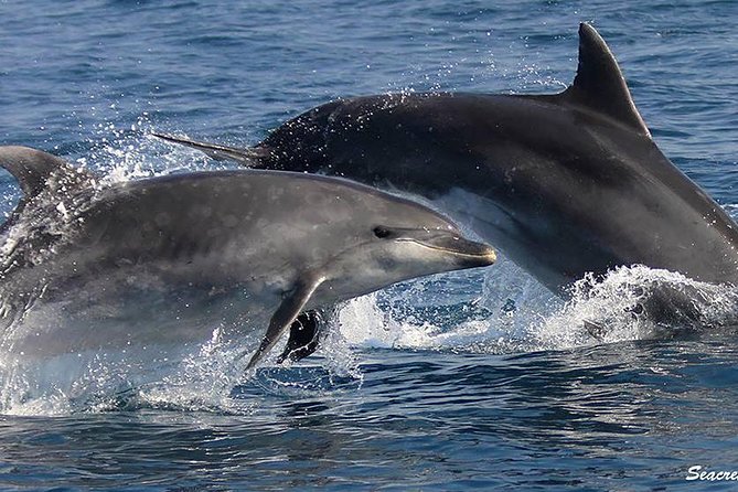 Albufeira: Dolphins and Caves Tour - Leaving Albufeira Marina by speedboat