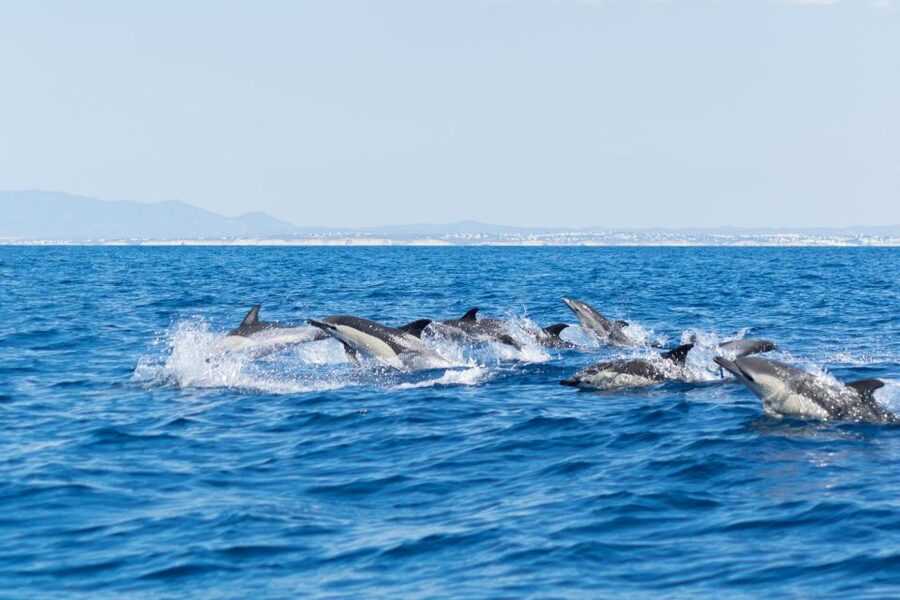 Albufeira: Dolphins, Benagil Caves and Coastline Boat Tour - Entering Benagil Cave by RIB