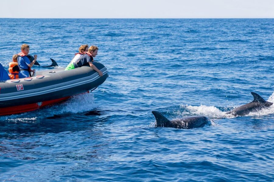Albufeira: Dolphins, Benagil Caves and Coastline Boat Tour - The ride itself: quick, windy, and exposed