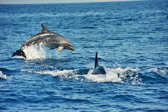 Albufeira Dreamer Boat Trip - Dolphin watching on the way west