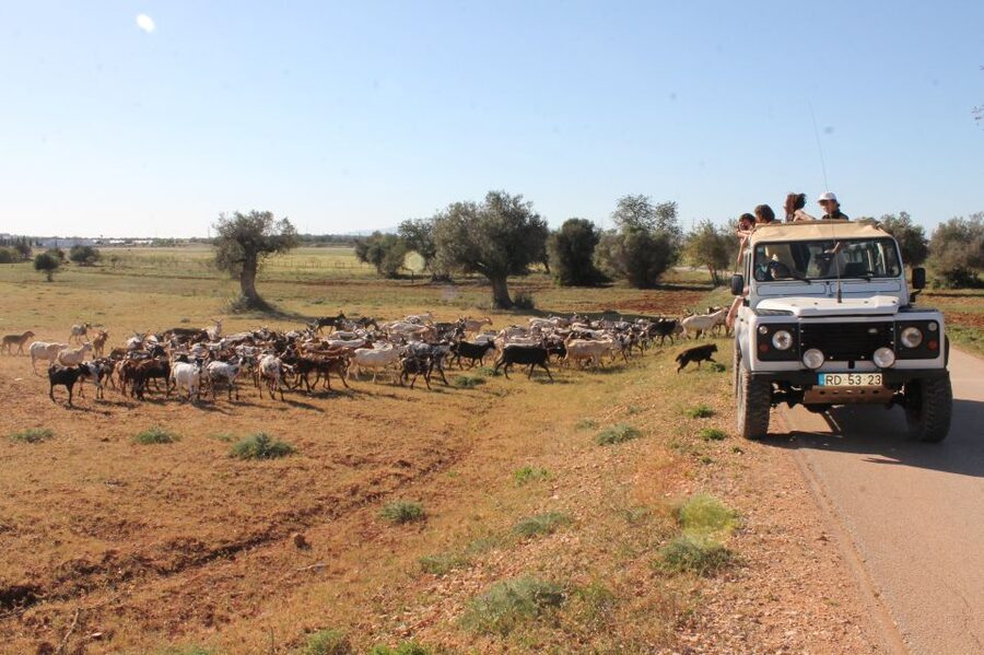 Albufeira: Jeep Safari Half-Day Countryside Tour - Viewpoints, farm roads, and the fun of a rough ride