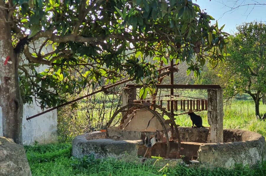 Albufeira: Safari Excursion in the Algarve Mountains - Key points before you book