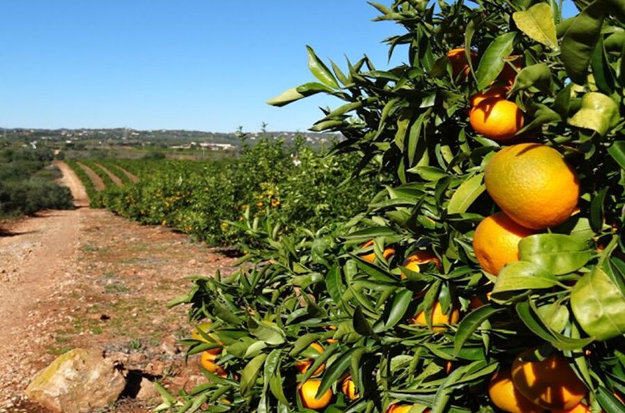 Albufeira: Safari Excursion in the Algarve Mountains - Is $47 good value for four hours?