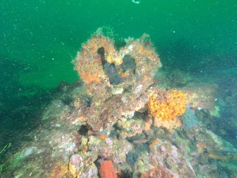 Albufeira: Scuba Diving Experience for Beginners - Practical timing and what to bring