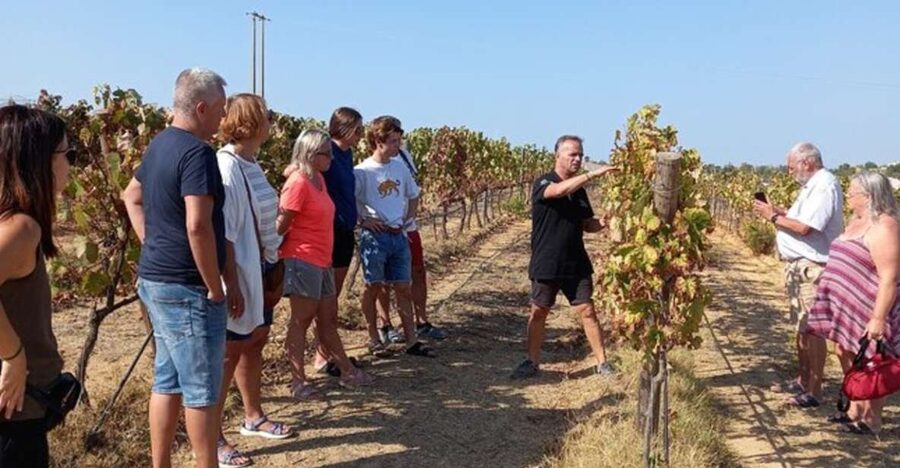 Albufeira/Vilamoura: Winery Tour with Wine Tasting and Tapas - Pickup from Albufeira or Vilamoura