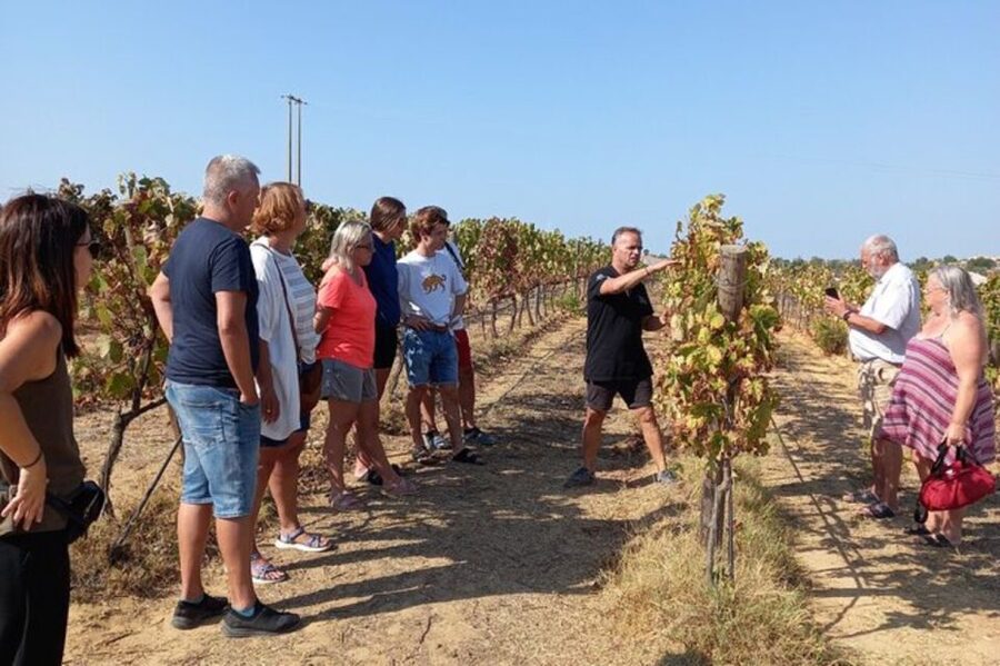 Albufeira/Vilamoura: Winery Tour with Wine Tasting and Tapas - Walking the vines at a family winery