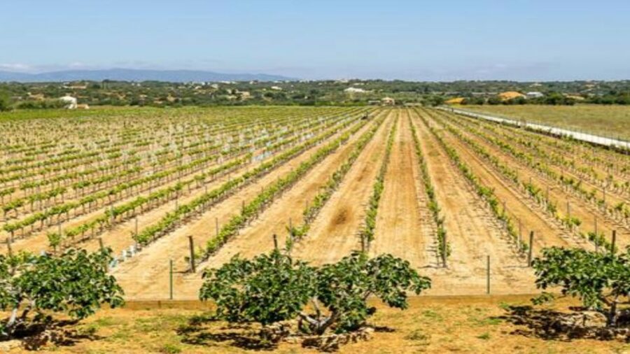 Algarve: Classic Wine Tour & Tasting in Silves - Starting at the shop entrance