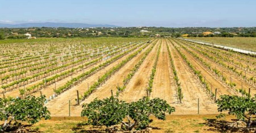 Algarve: Classic Wine Tour & Tasting in Silves - The cellar and barrel room