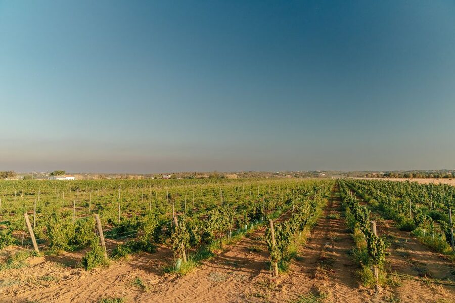Algarve: Classic Wine Tour & Tasting in Silves - Timing, weather, and practical planning