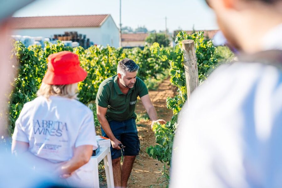 Algarve: Classic Wine Tour & Tasting in Silves - Who will enjoy this wine tour most
