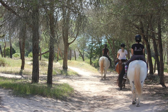 Algarve - Exclusive horseriding in Portimao (no experience required) - Meeting the horses near Alvor