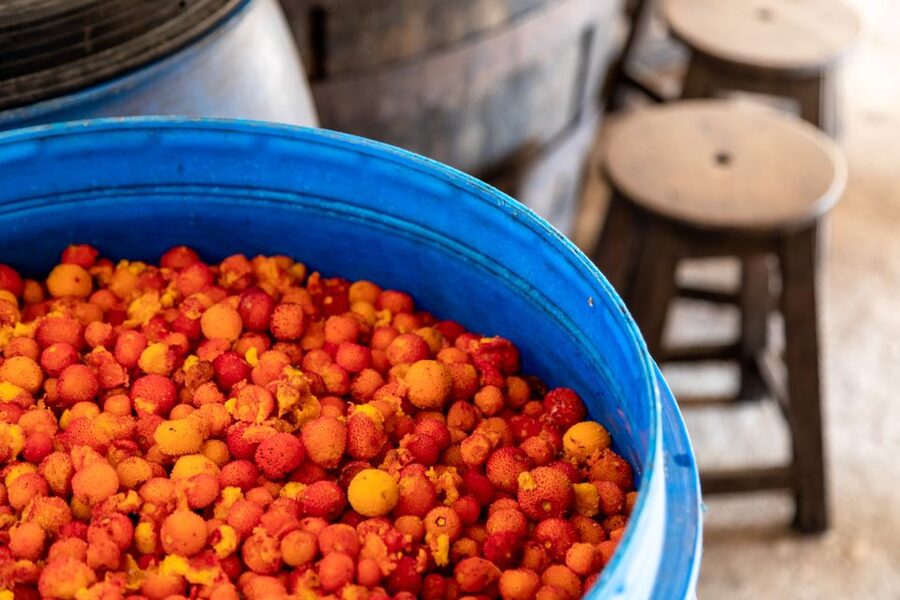 Algarve: Jeep Safari with Distillery Visit & Lunch - Who should book this Algarve Jeep safari?