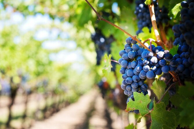 Algarve Landscapes & Winery - The guides can shape the whole day