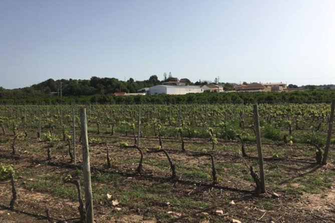 Algarve wine tour and mountain top trip with lunch or dinner at sunset time - Why this Algarve wine tour is more than a tasting