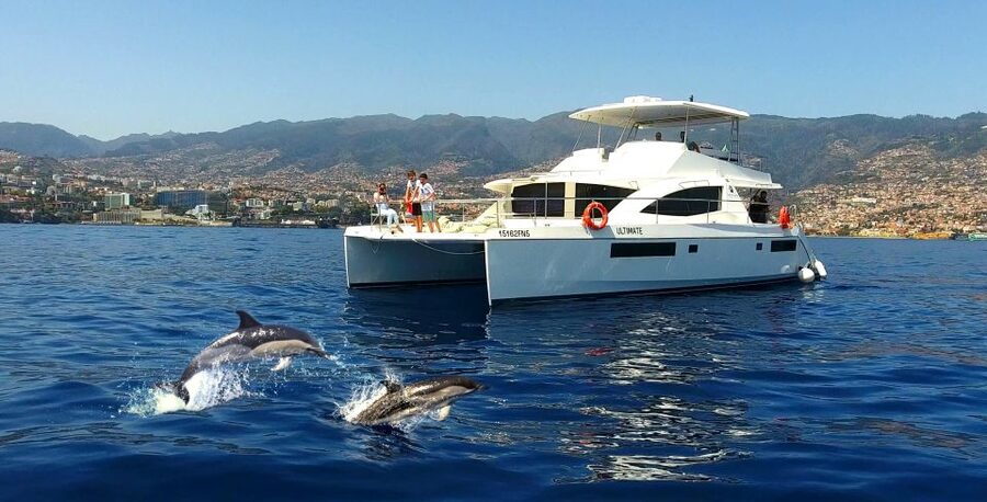 All Inclusive Whale and Dolphin Watching Luxury Tour - The highlights at a glance