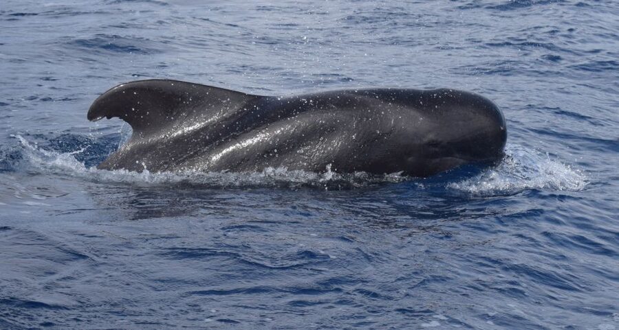 All Inclusive Whale and Dolphin Watching Luxury Tour - Setting out from Funchal with a glass of fizz