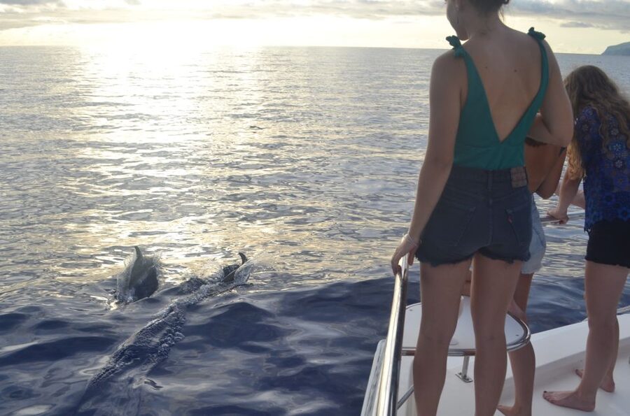 All Inclusive Whale and Dolphin Watching Luxury Tour - Cabo Girão: swimming below Madeira’s great cliff
