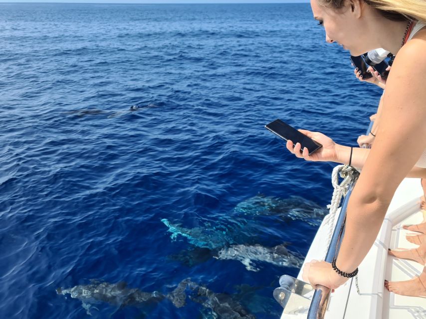 All Inclusive Whale and Dolphin Watching Luxury Tour - Comfort, access, and what to bring
