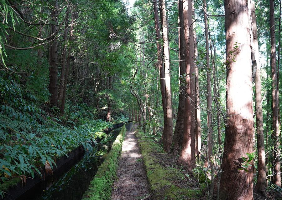 Azores: São Miguel and Lagoa do Fogo Hiking Trip - Following the water levada