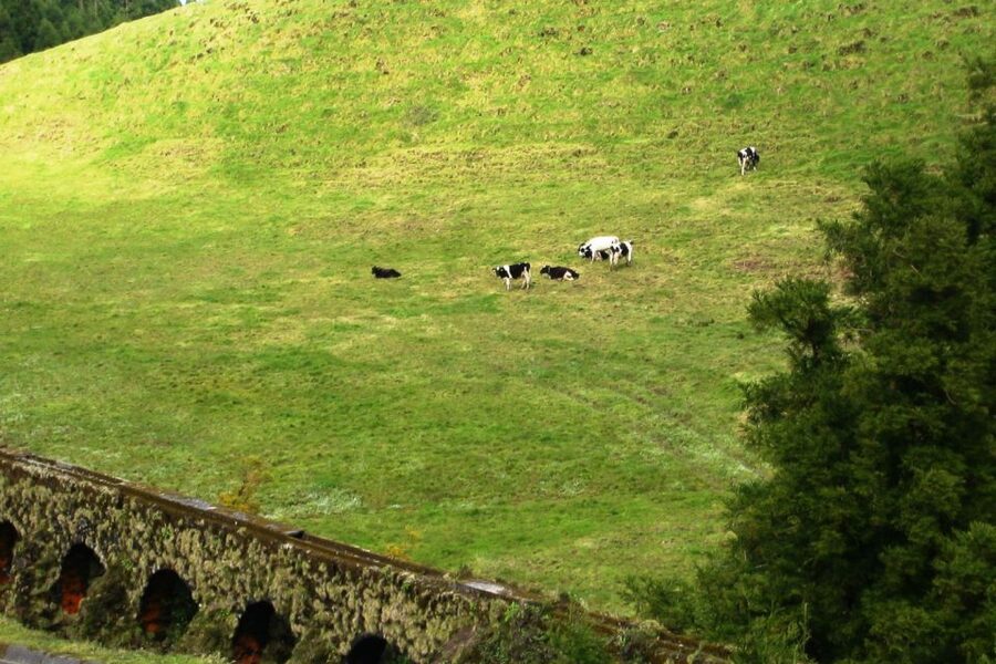 Azores: Sete Cidades Scenic Jeep Tour from Ponta Delgada - Guides, vehicles, and group style