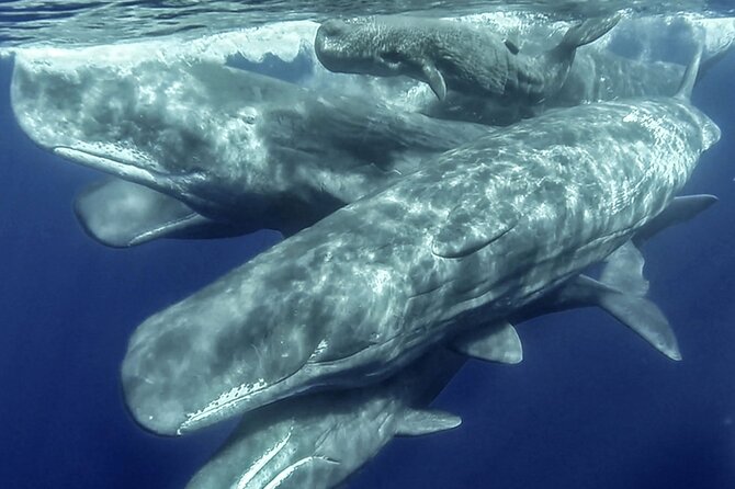 Azores Whale Watching & Islet Boat Tour - Key points to know before you book