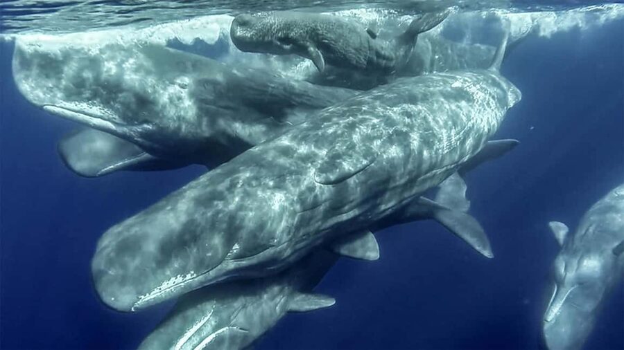 Azores Whale Watching & Islet Boat Tour - Should you book the Azores whale watching trip?