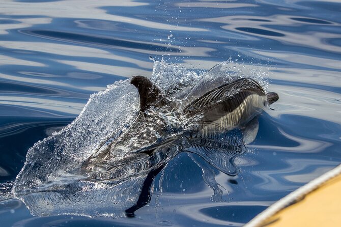 Azores Whale Watching & Islet Boat Tour - From Vila Franca marina to open Atlantic water