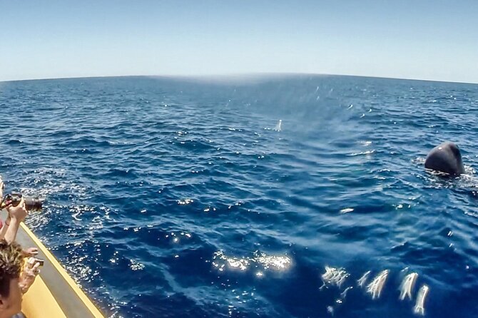 Azores Whale Watching & Islet Boat Tour - What the marine biologist adds
