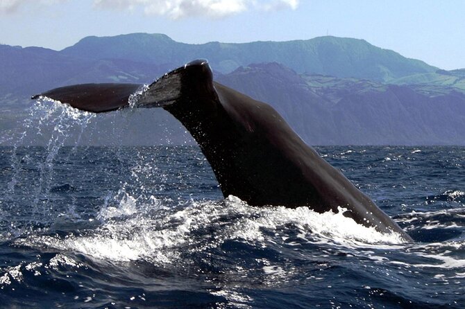 Azores Whale Watching & Islet Boat Tour - Circling the Princess Ring Islet