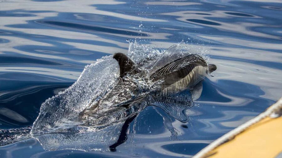 Azores Whale Watching & Islet Boat Tour - Who should take this tour?