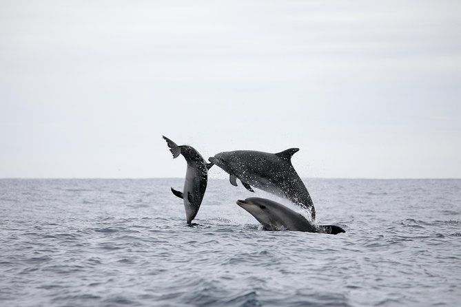 Azores Whale Watching Tour – Ponta Delgada - What you might see in Azorean waters