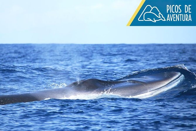 Azores Whale Watching Tour – Ponta Delgada - Guides who add meaning to the sightings